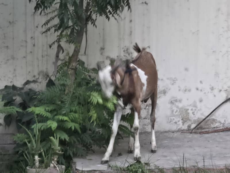 bakra 2