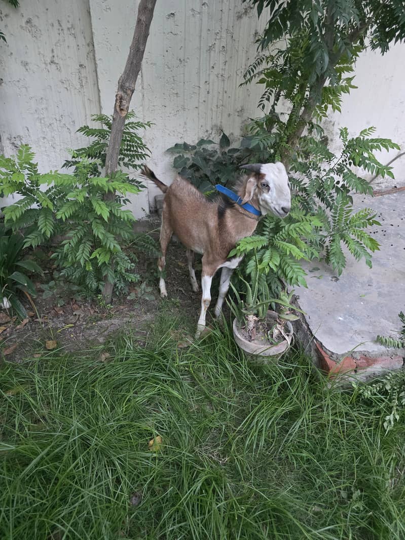 bakra 3