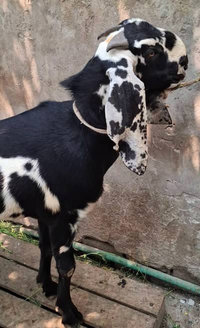 Qurbani ke liye bkra  home delivery all Pakistan WhatsApp 03281008492