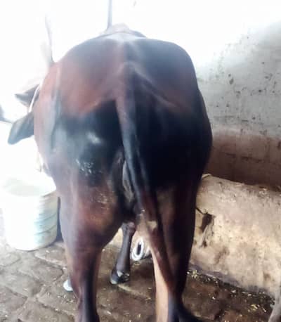 Qurbani ke liyi