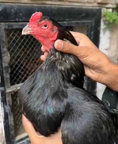 Lasani male for sale in Multan