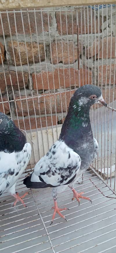 Teddy cross,Ram pari, Silkoti mix