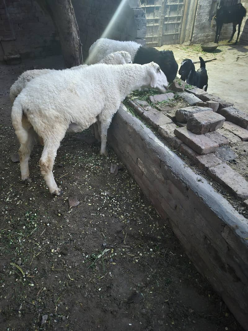 2 dant sheep 1