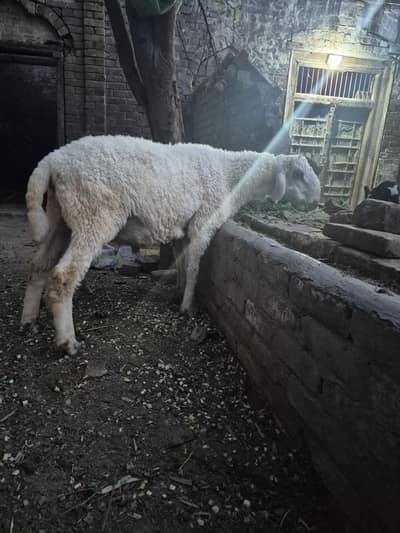 2 dant sheep