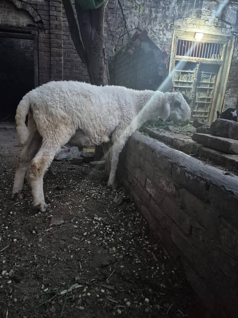 2 dant sheep 0