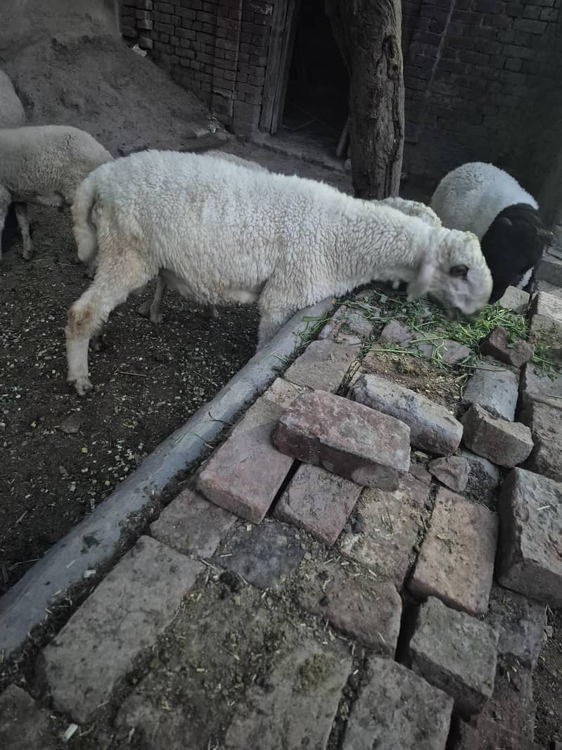 2 dant sheep 2