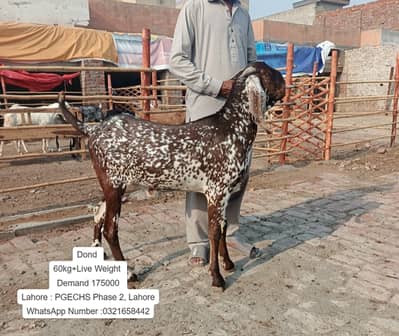 Goat / Bakra / Healthy Goats / Desi / / Bkary / khasi Goats for sale