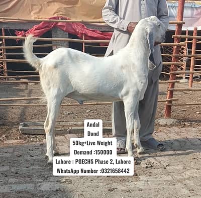 Goat | bakra | sheep | khasi | بکرا | bakry | 9 bakra for sale.