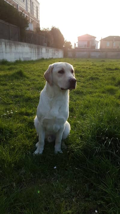 dog for sell