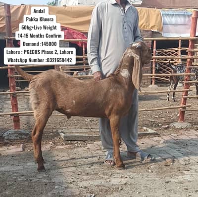 Desi goat | Goat | bakra | sheep | Breader | khasi | bakry | بکرا
