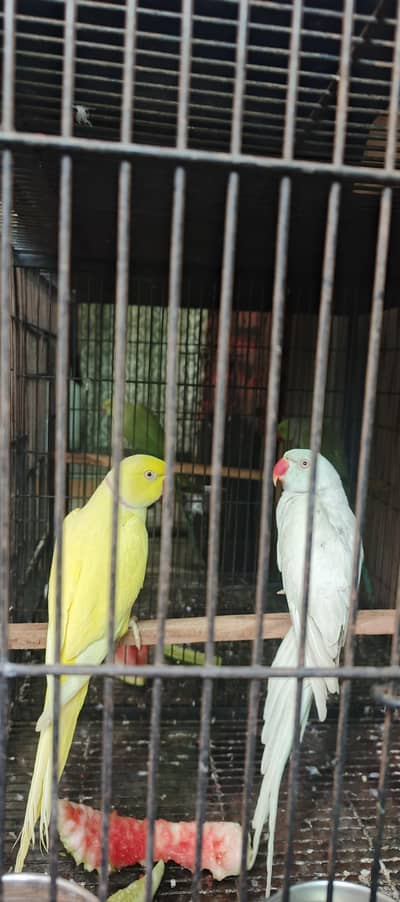 yellow male & white female urgent sale