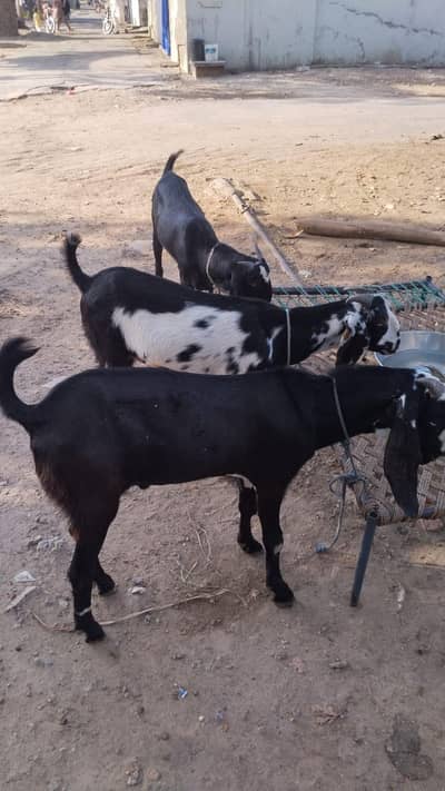 dasi bakra 2dant 3 bakra
