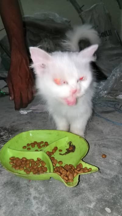 Cat for sale