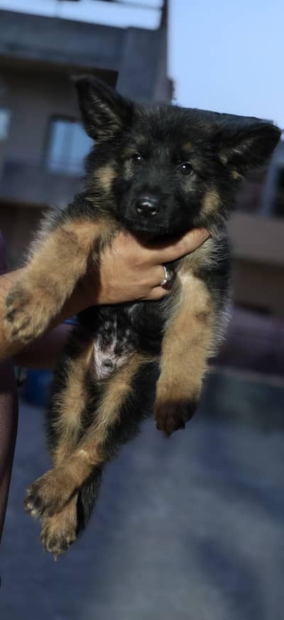 german shepherd trepper cord