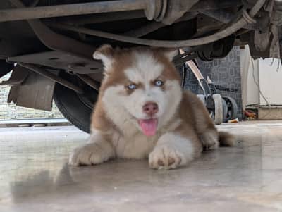Siberian Husky puppy for sale 0321=2587=367 My Whatsapp Number