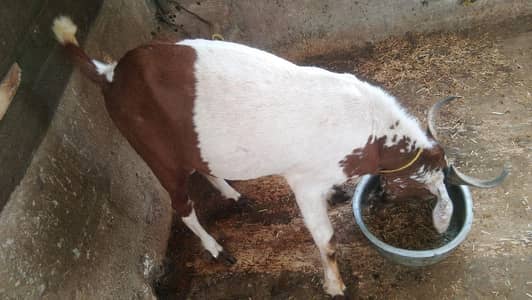 Bakra Ando