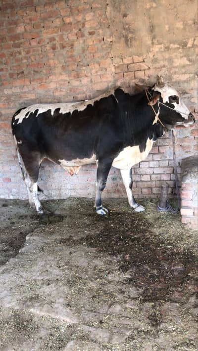 Beautiful Bull | Bacha | Wacha | Bachra | Qurbani Ka Janwar Eid 2025