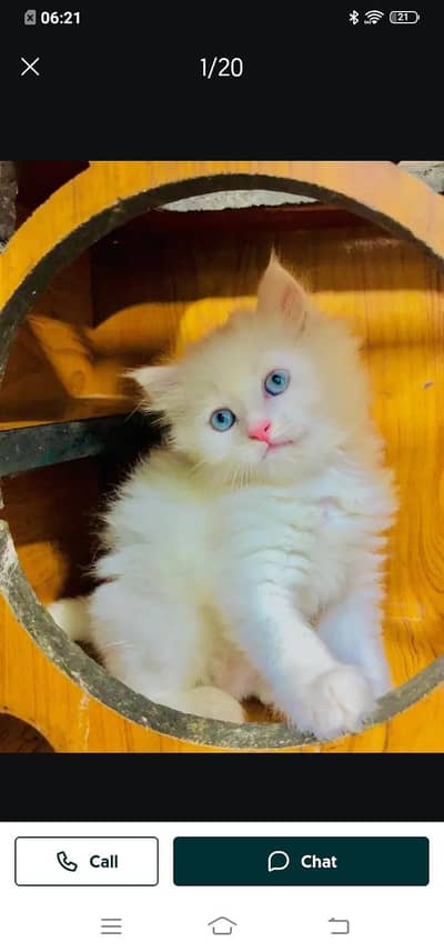 Persian cat for sale male or female my WhatsApp number03314372136