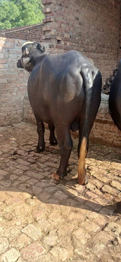 Qurbani Animal