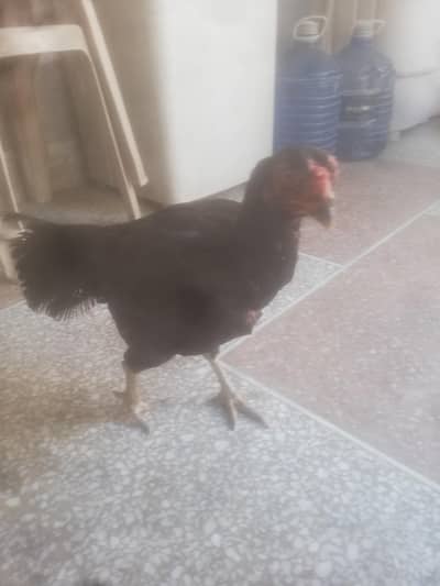 2 Aseel Murgian for sale