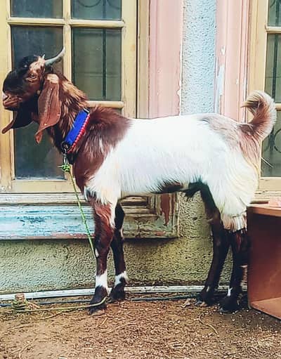 2 Danth Andu Bakra for sale