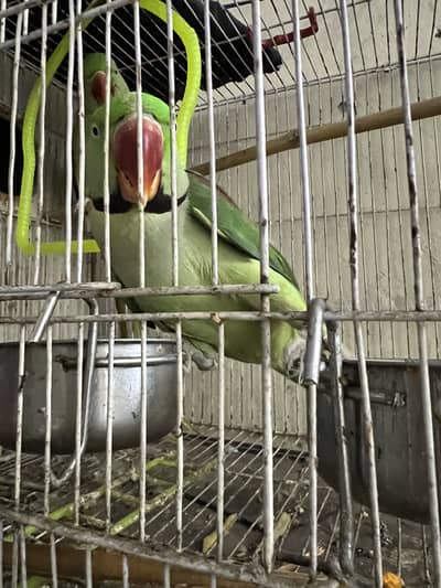 Raaw pair