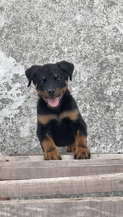 Rottweiler puppy 3 months old for sale.