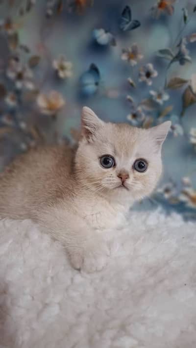 BRITISH SHORT HAIR Male Available