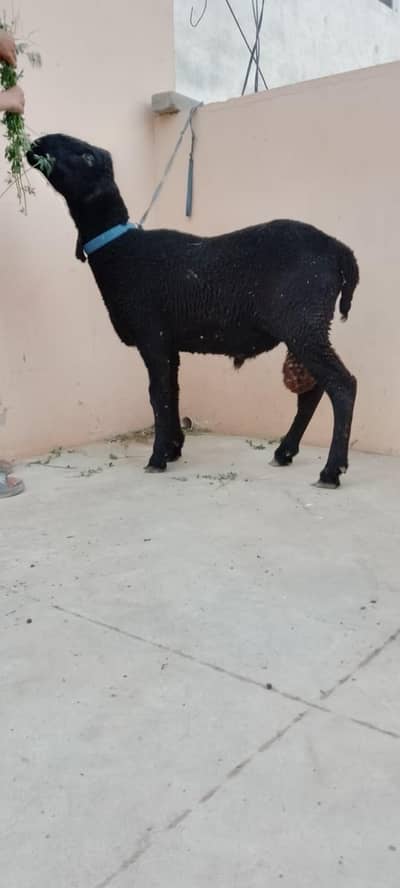 Dumba 10 month black  beauty