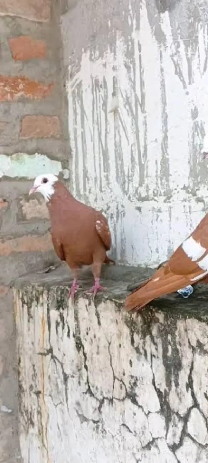 Laal jogiya black sherazi Laal sherazi chandne — photo 2