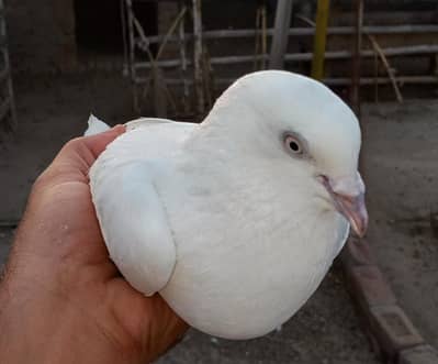 healthy and active male