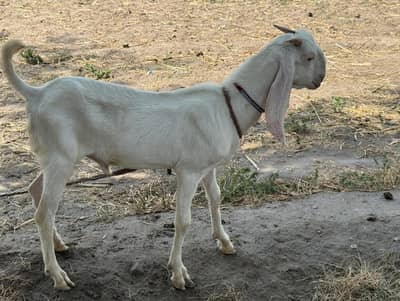Eid Goat