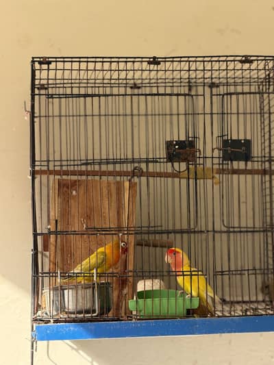 Love Bird Pairs