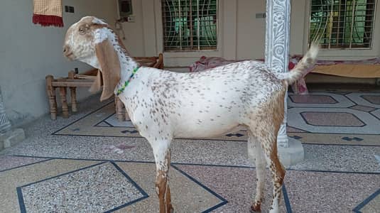qurbani Bakri for sale