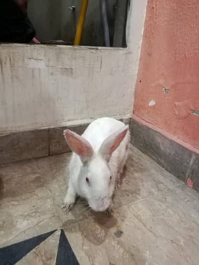 white Red eyes rabbit