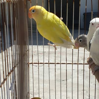 love birds