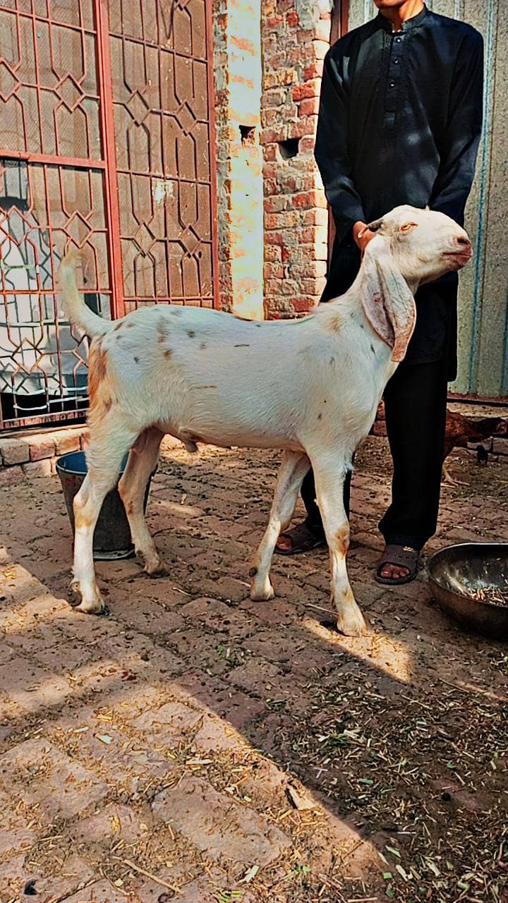 white bakra 0