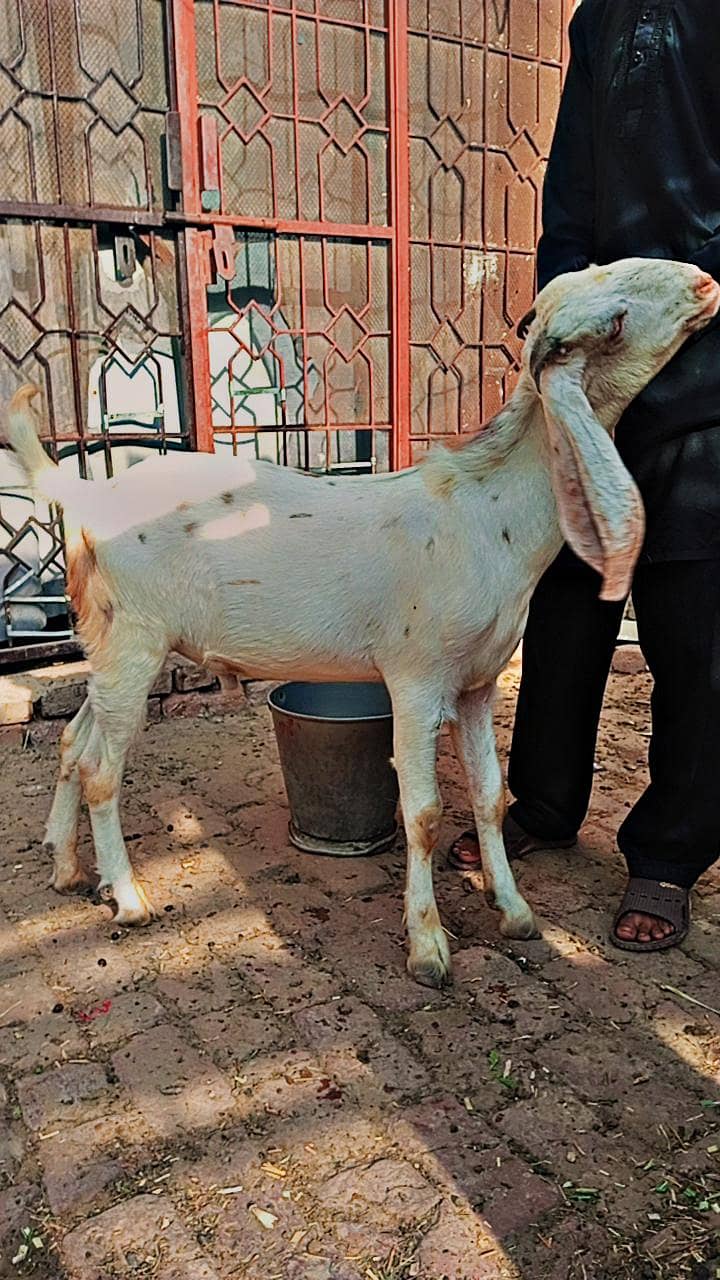 white bakra 1