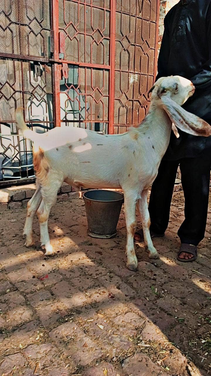 white bakra 2