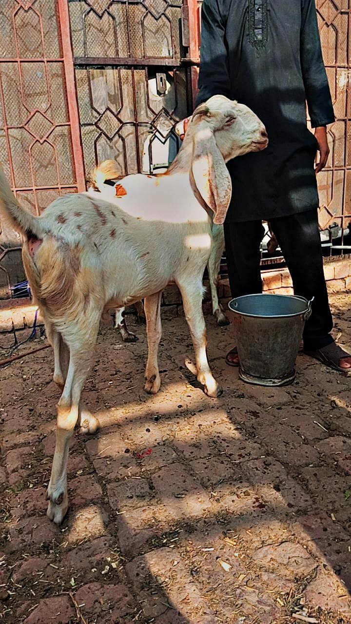 white bakra 3
