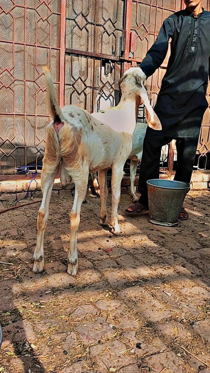 white bakra 4