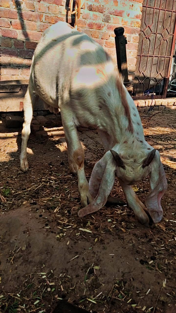 white bakra 5