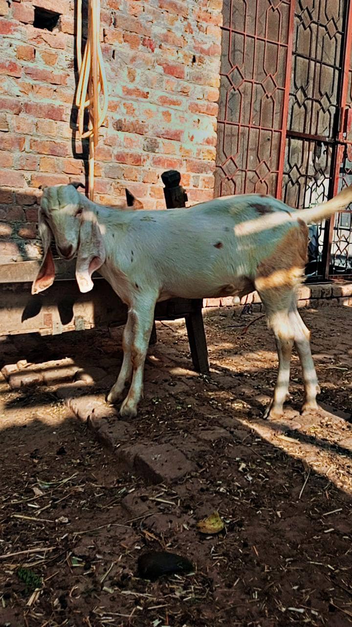 white bakra 6