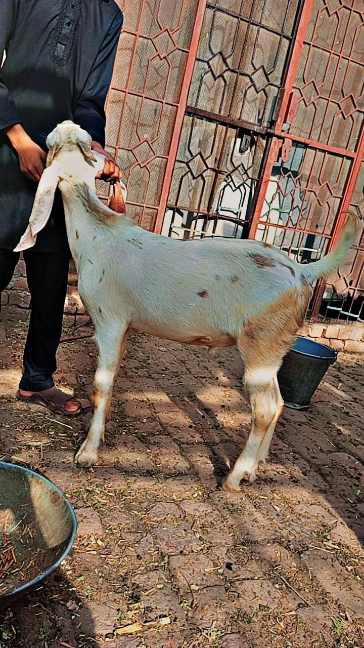 white bakra 7