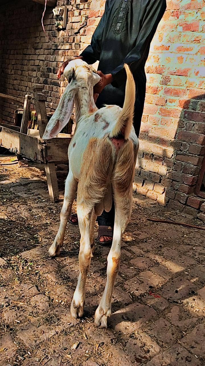 white bakra 8