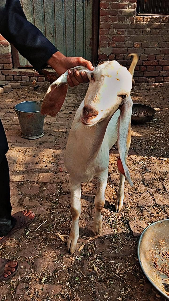 white bakra 9