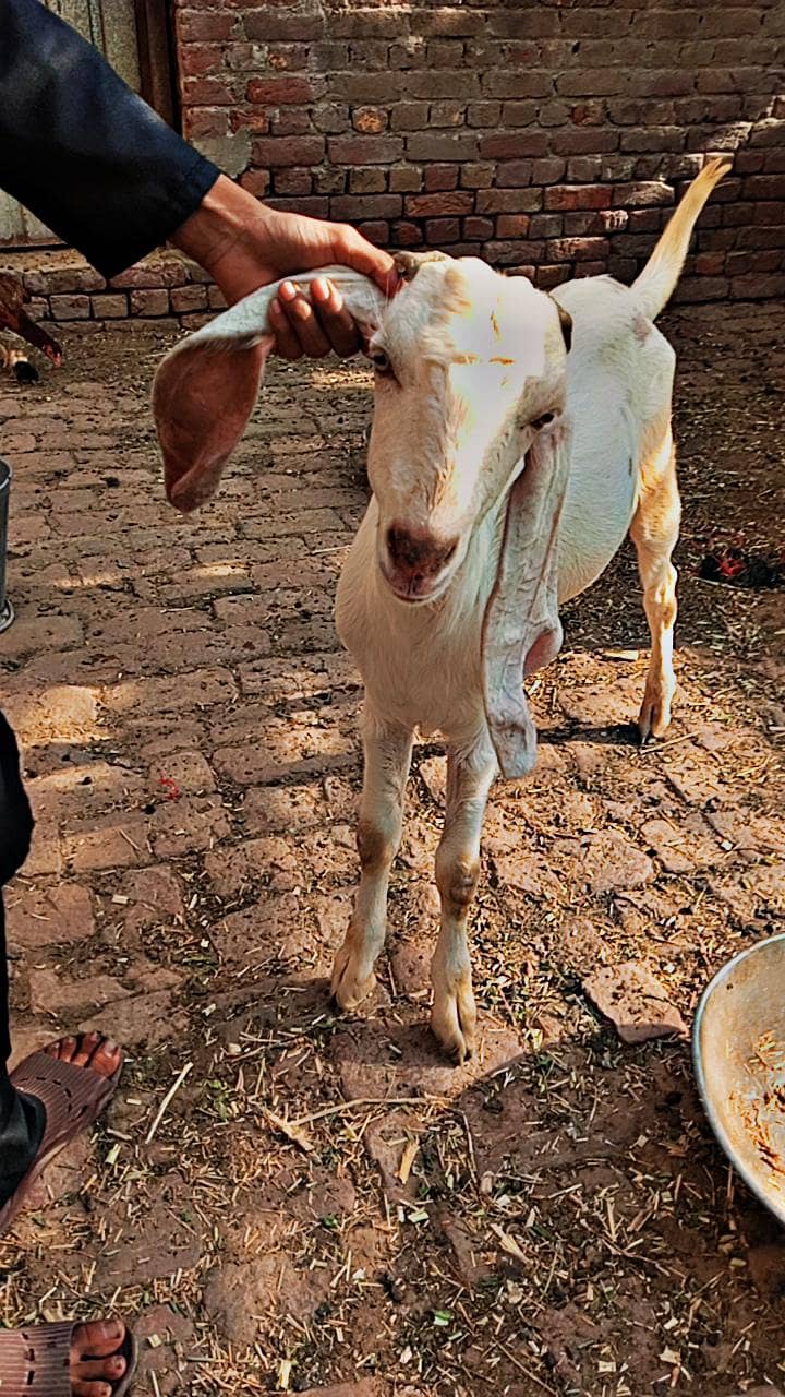 white bakra 10