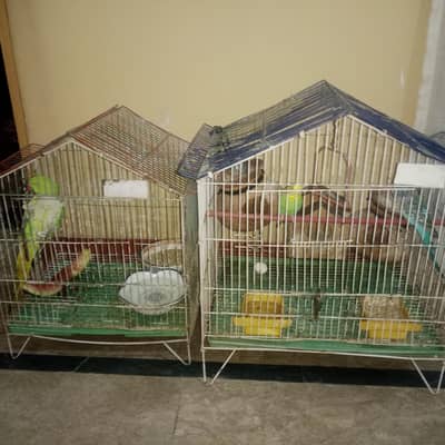 one pair and single African parrot, and one female Pakistani parrot