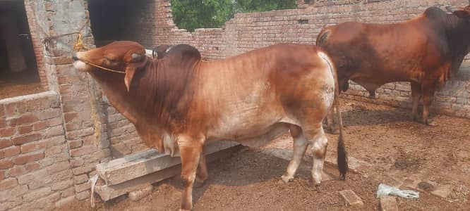 Bull for sale