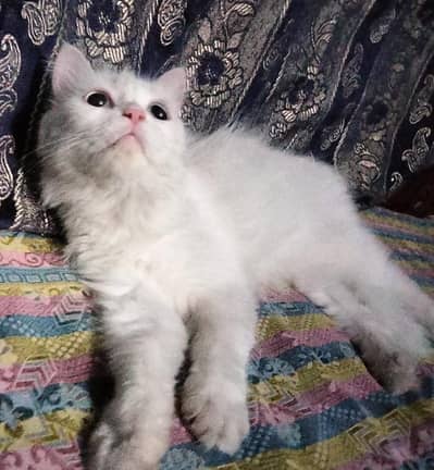 White Persian Female Cat